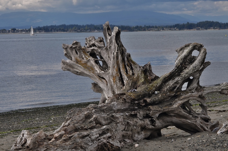 driftwood